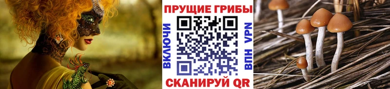 Галлюциногенные грибы Psilocybine cubensis  Рязань 